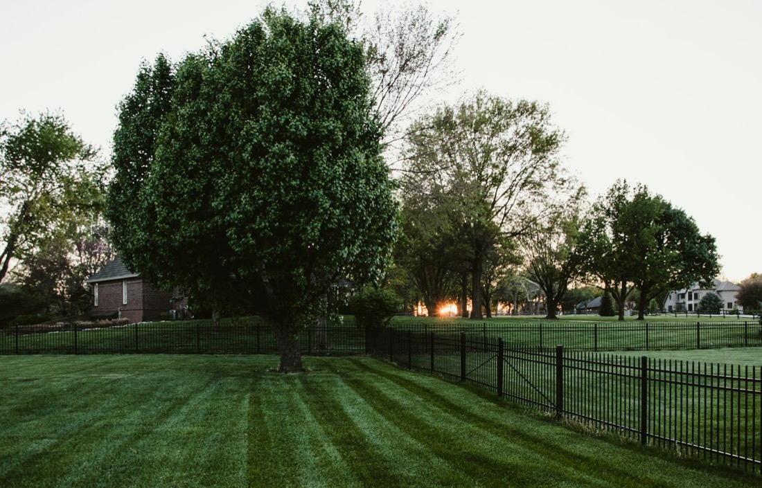 Freshly striped lawn after the YardKingz treatment