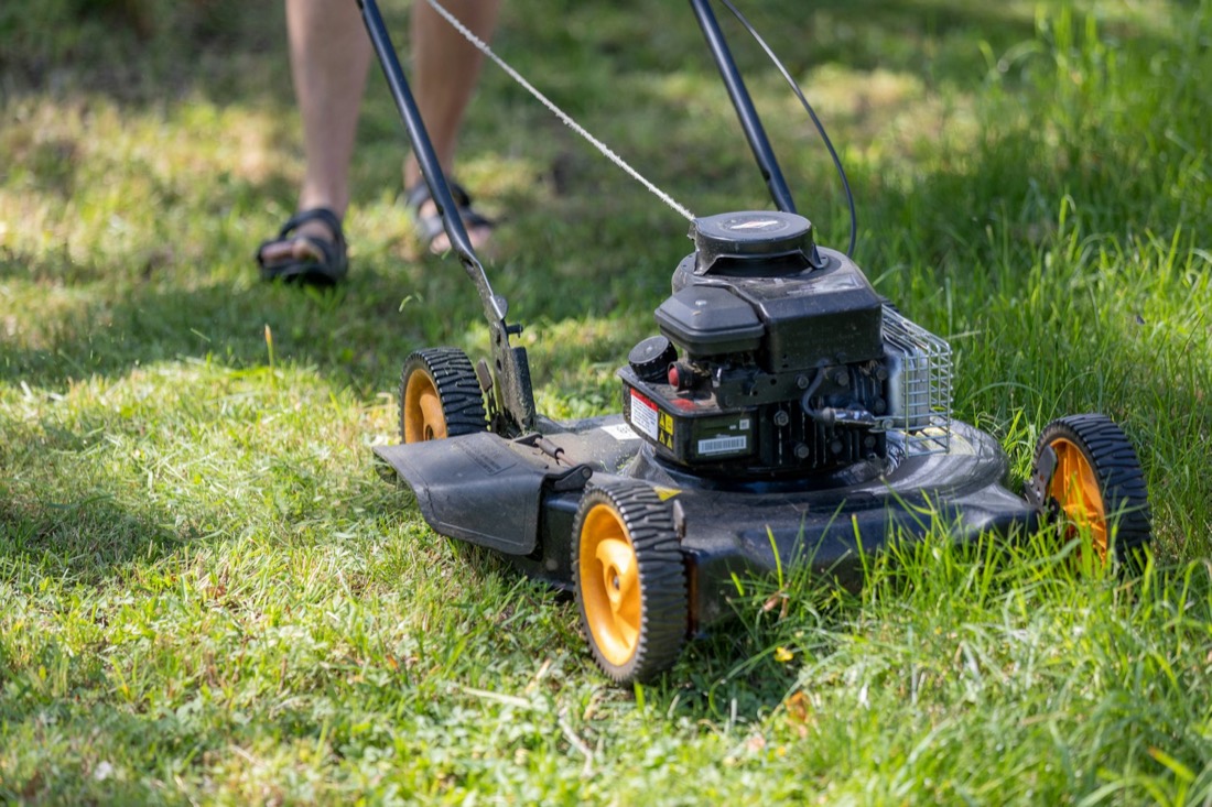 Lawn with long grass before mowing