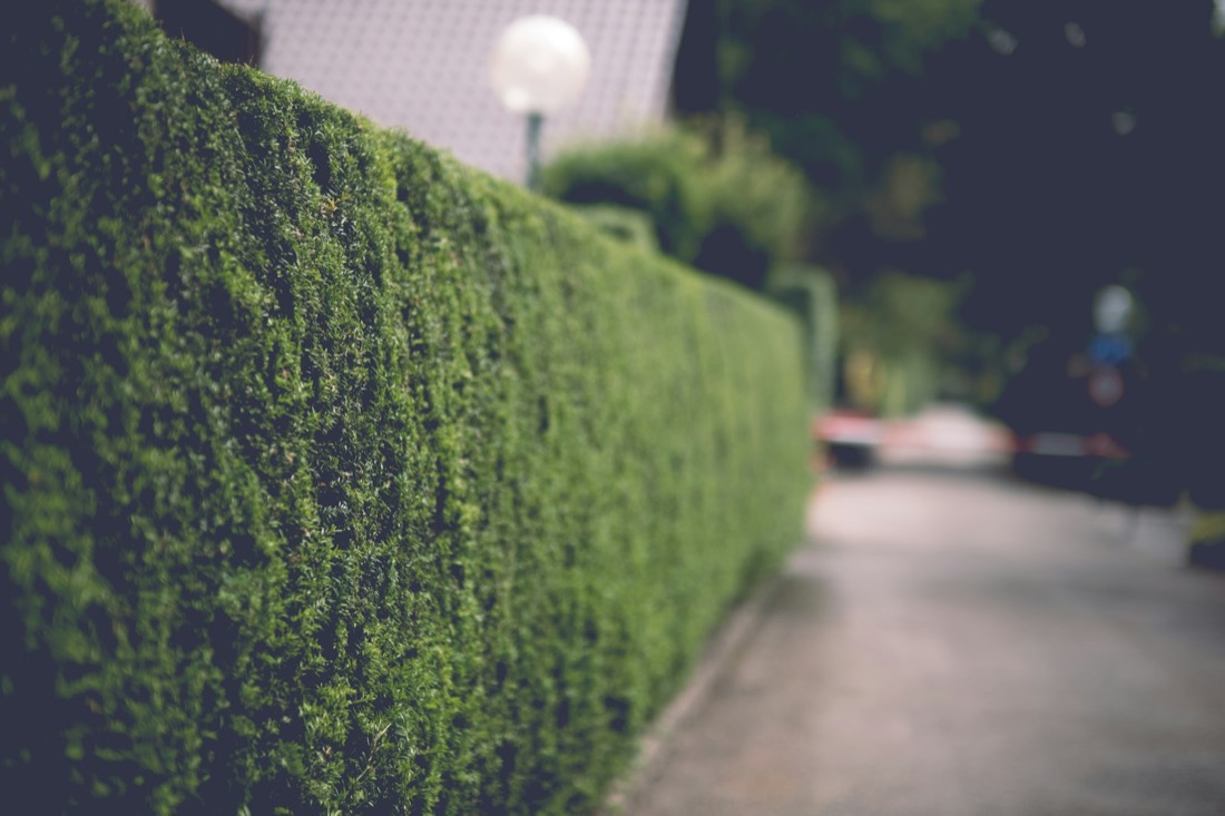 Crisp trimmed edge along a footpath