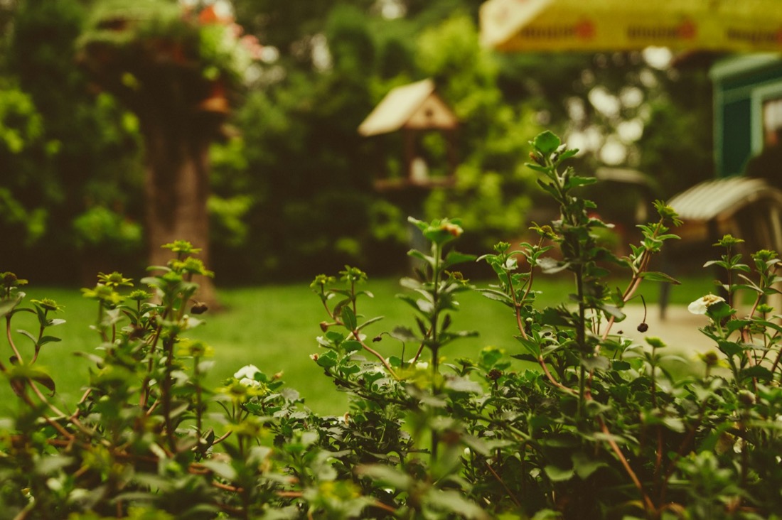 Tidy garden bed beside a lawn