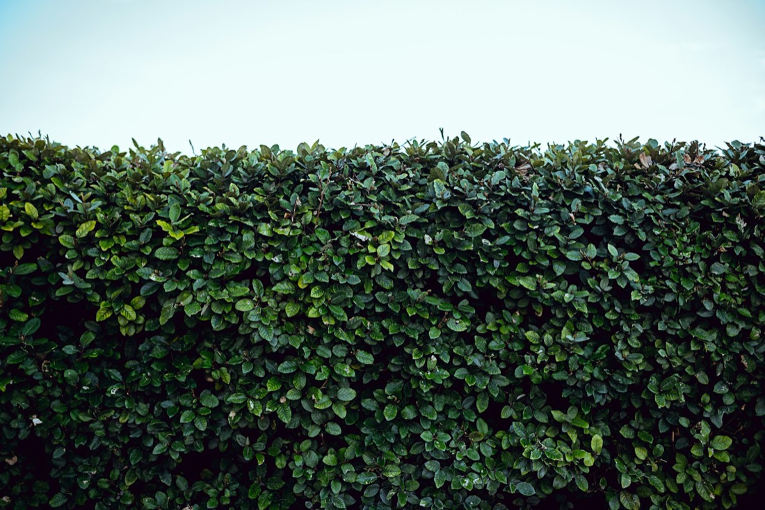 Dense hedge trimmed flat