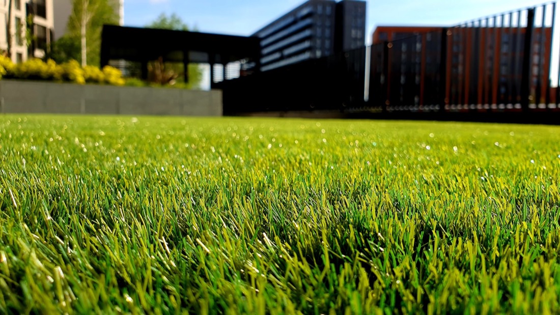 Dense healthy lawn up close